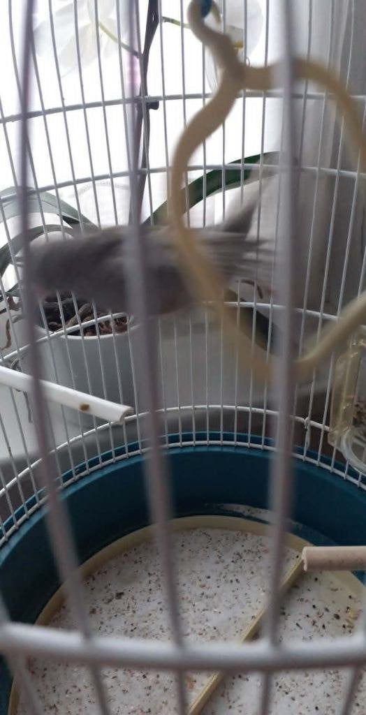 vogels, Mâle, Bagué