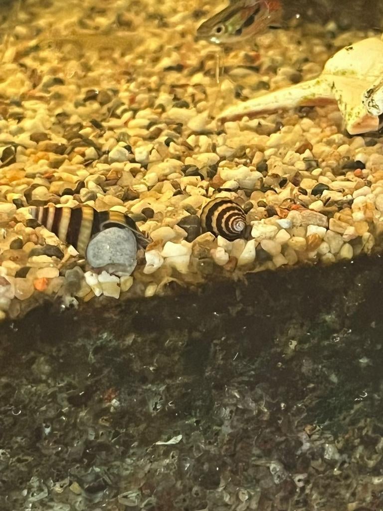 Escargots Helena