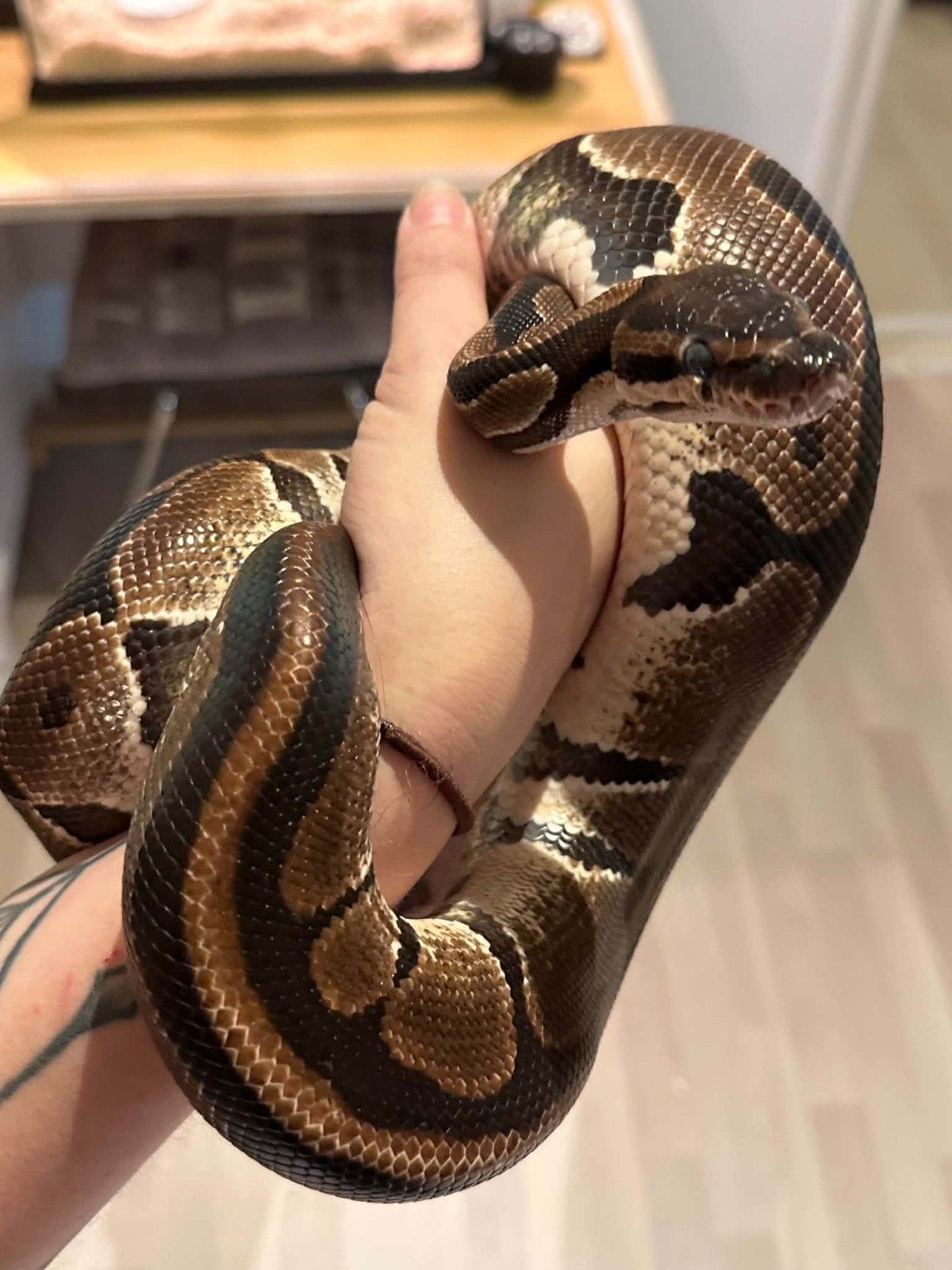 2 koningspythons Ball Python photo 4