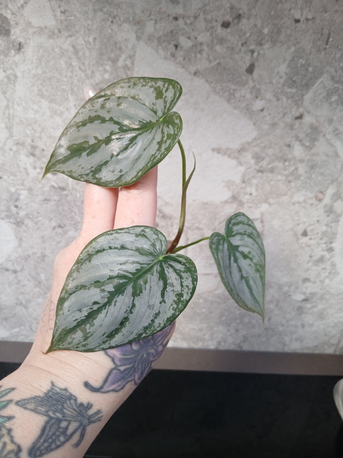 philodendron brandtianum, Huis en Inrichting, Ophalen of Verzenden