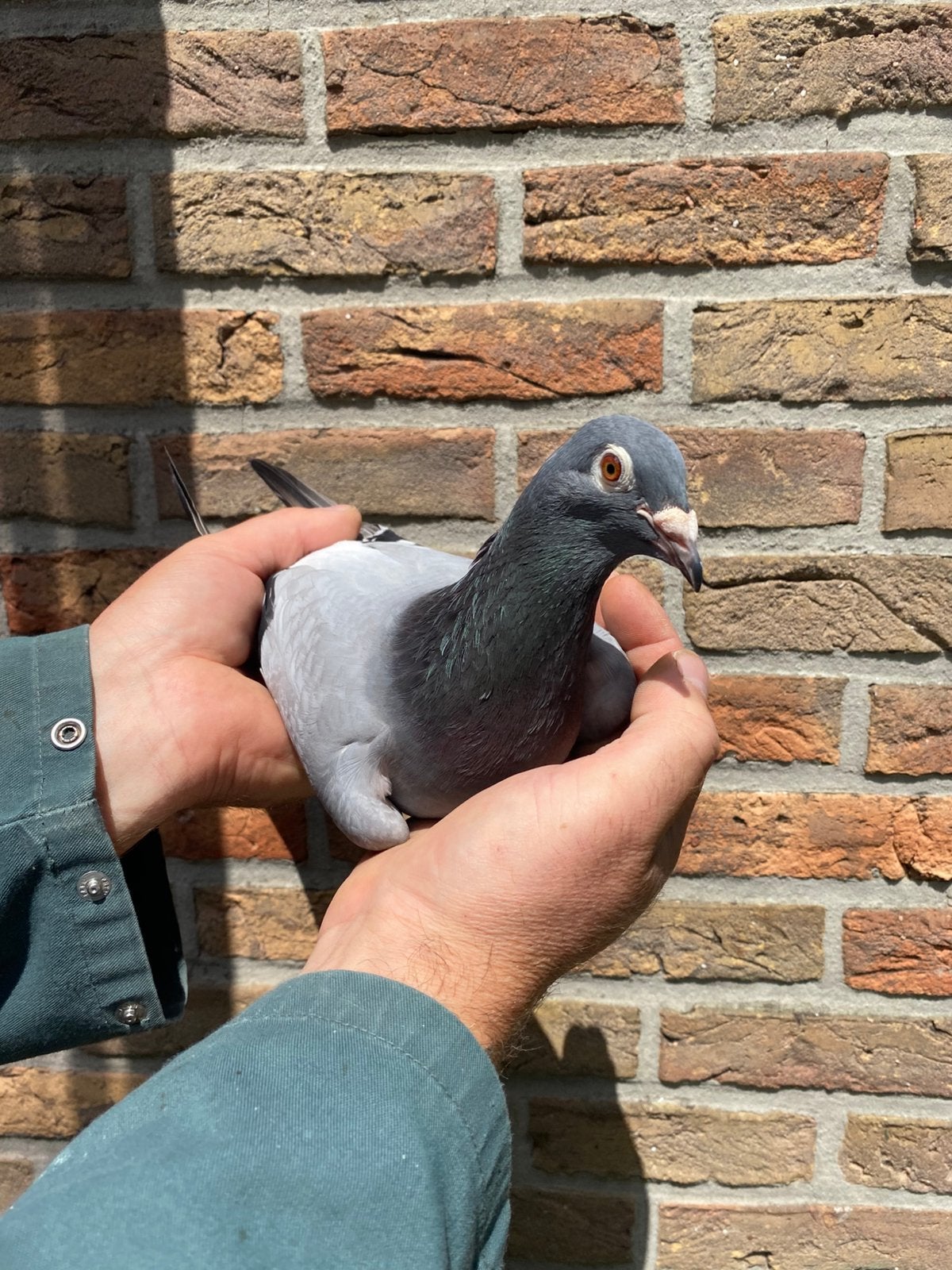 Duivin 2023 “ Blauwe Paula “, Dieren en Toebehoren, Vrouwelijk, Postduif