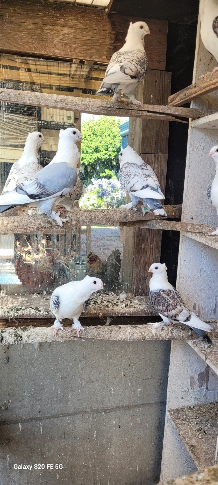 oud oosterse meeuwen, Dieren en Toebehoren, Vogels | Duiven