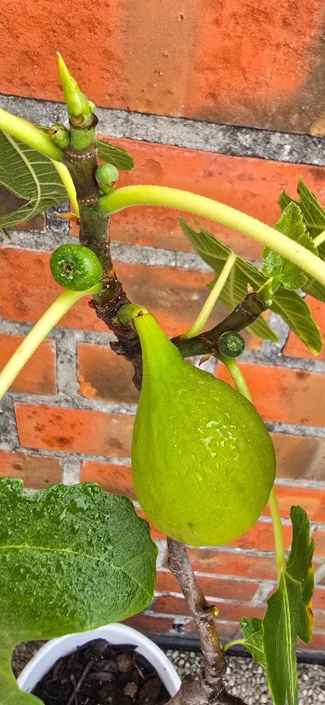 Figuier 'BROWN TURKEY' Ficus Carica 1v5, Figuier, En pot, Plein soleil, Moins de 100 cm