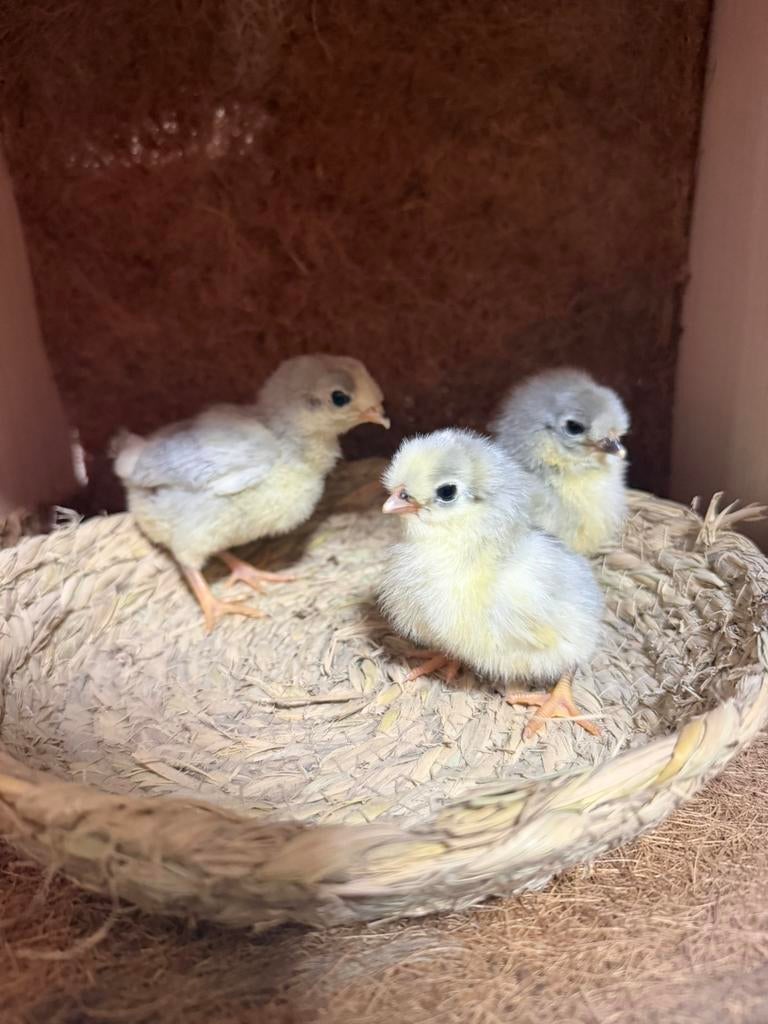 Kuikens araucana lavendel, Geslacht onbekend, Kip