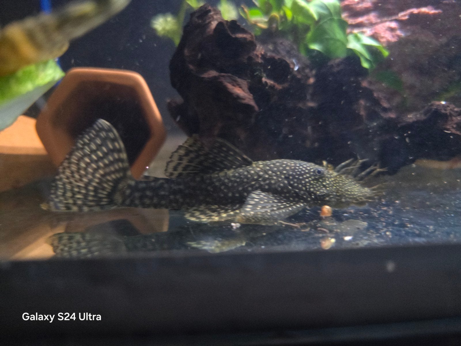Ancistrus, Poisson, Poisson d'eau douce, Banc de poissons