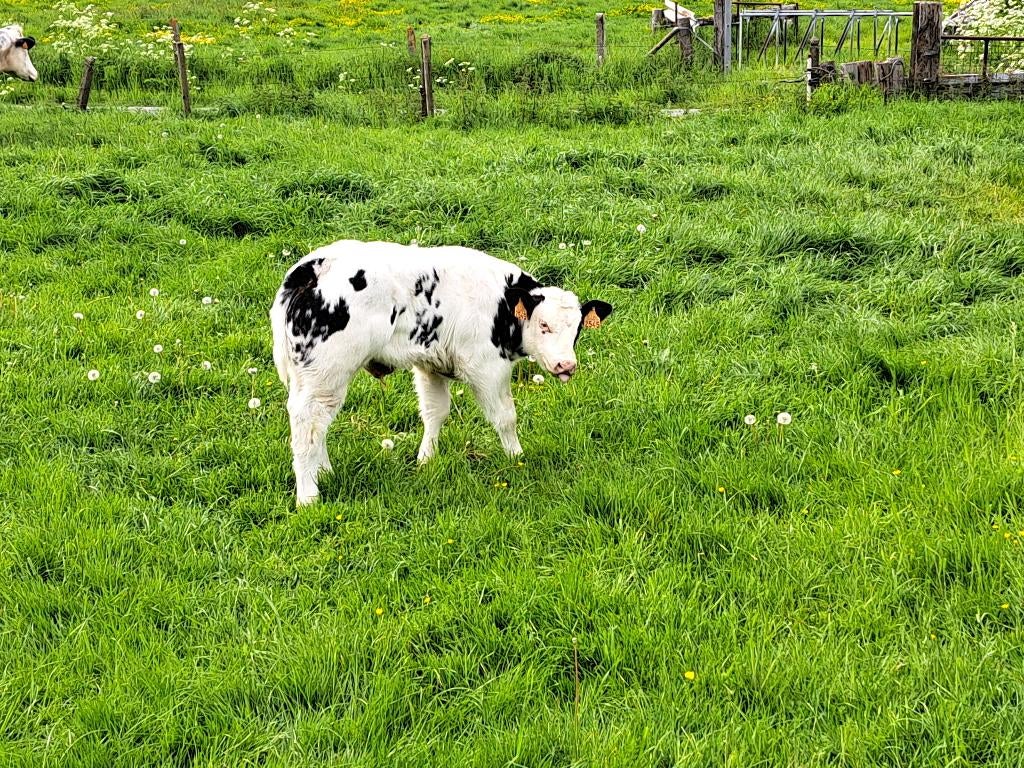 Stierkalf witblauw, Dieren en Toebehoren, Runderen, Mannelijk, 0 tot 2 jaar
