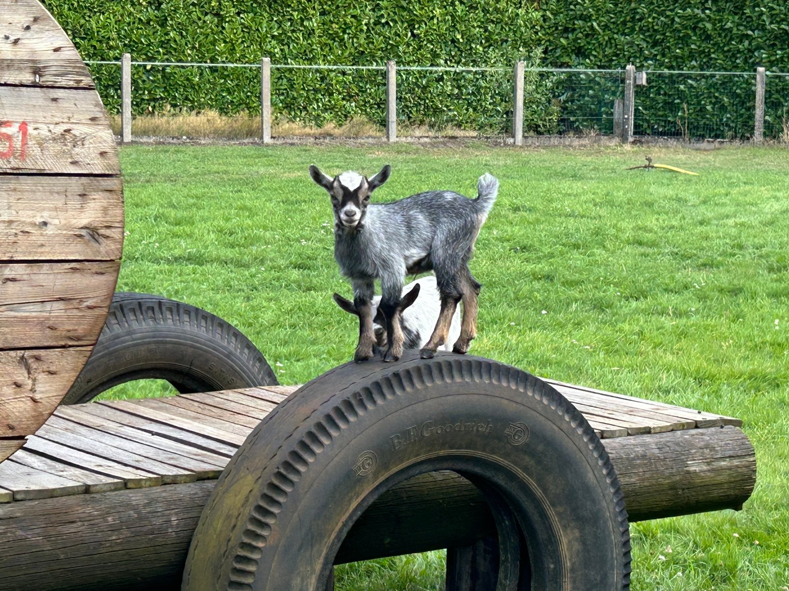 2 geiten bokjes en 4 miekes, Dieren en Toebehoren