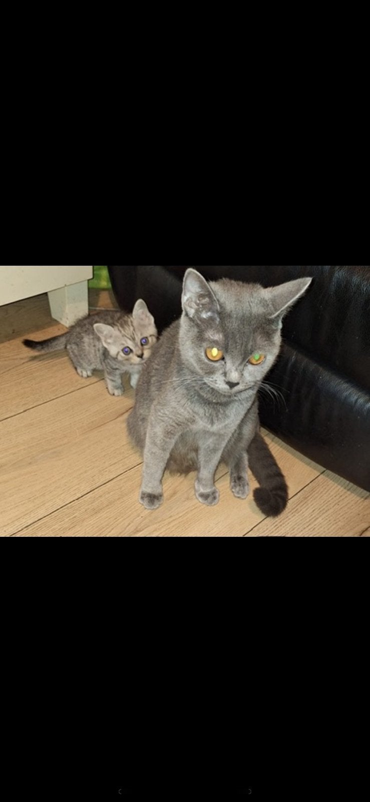 Britse kortharigen kittens, Plusieurs animaux, Avec puce électronique, 0 à 2 ans