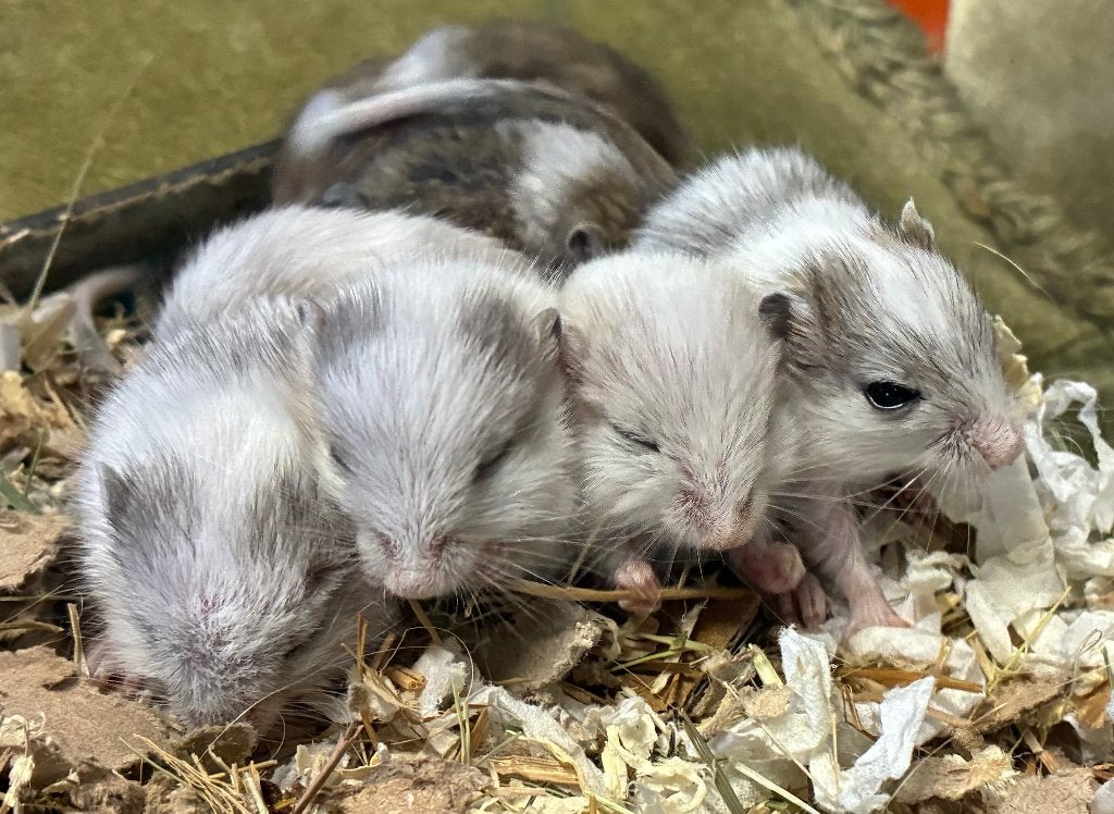7 jonge gerbils pups, Animaux & Accessoires, Rongeurs, Domestique, Juillet, Autres types, Plusieurs animaux