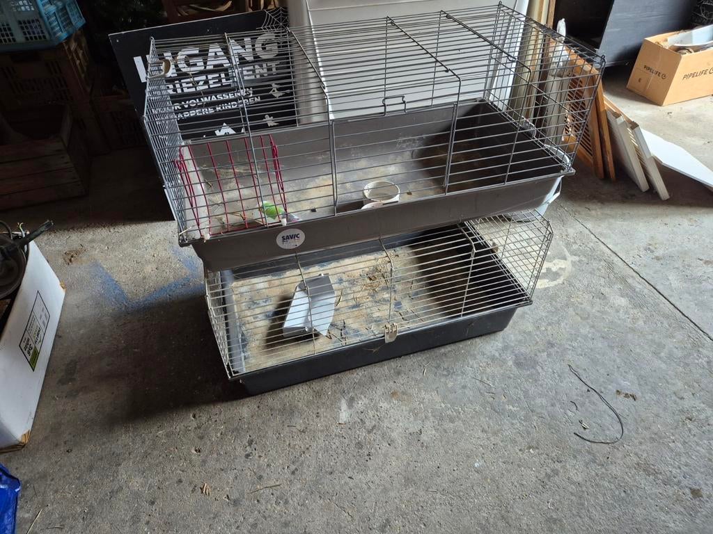 Kooi cavia's, Enlèvement