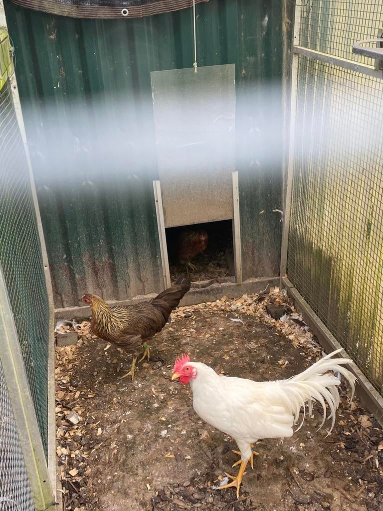 Jeune coq blanc Onagadori, Animaux & Accessoires, Volatiles, Poule ou poulet, Mâle