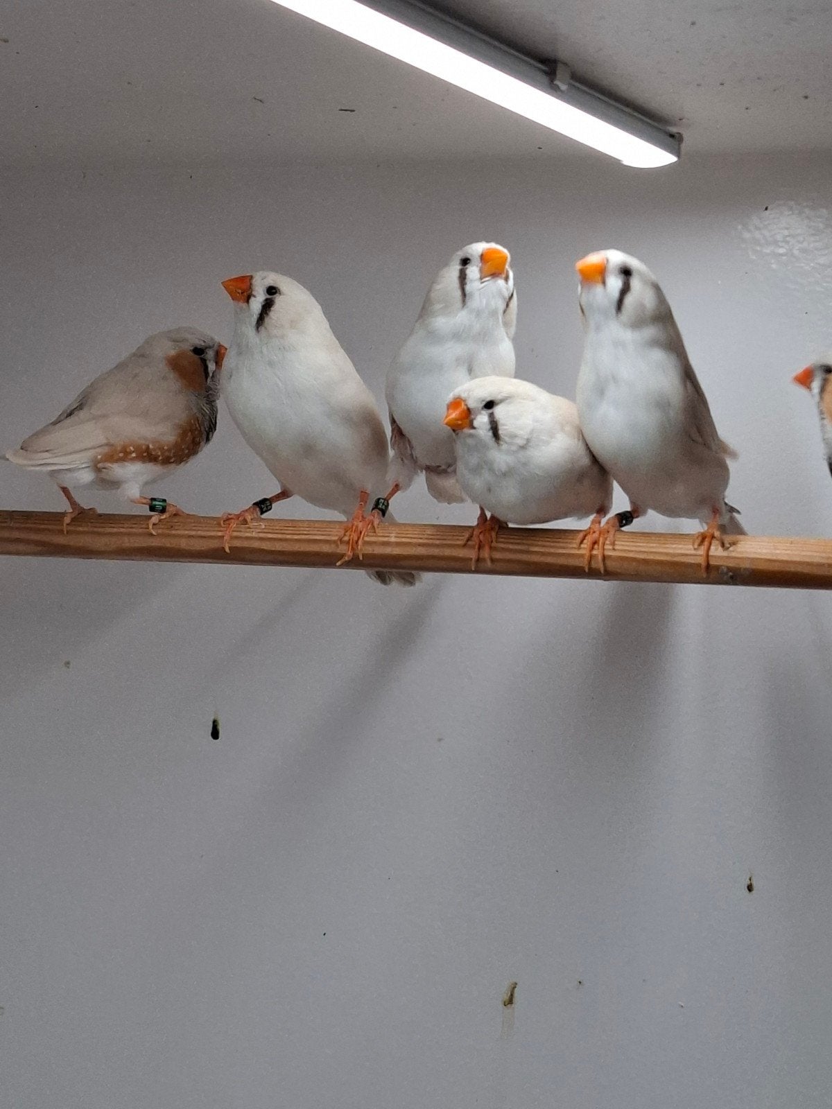 Forse maskergrijze zebravinken, Meerdere dieren, Tropenvogel, Geringd