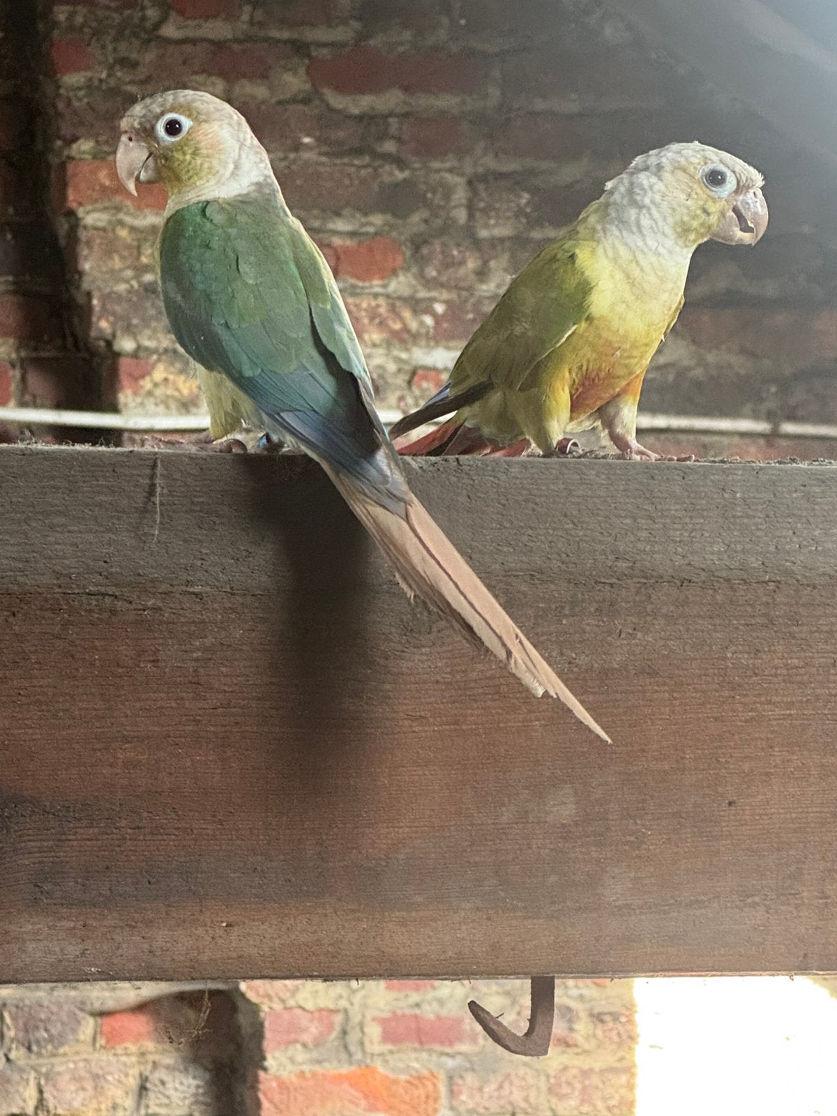 Couple de conure