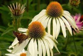 Echinacea White Swan, Tuin en Terras, Ophalen, Halfschaduw