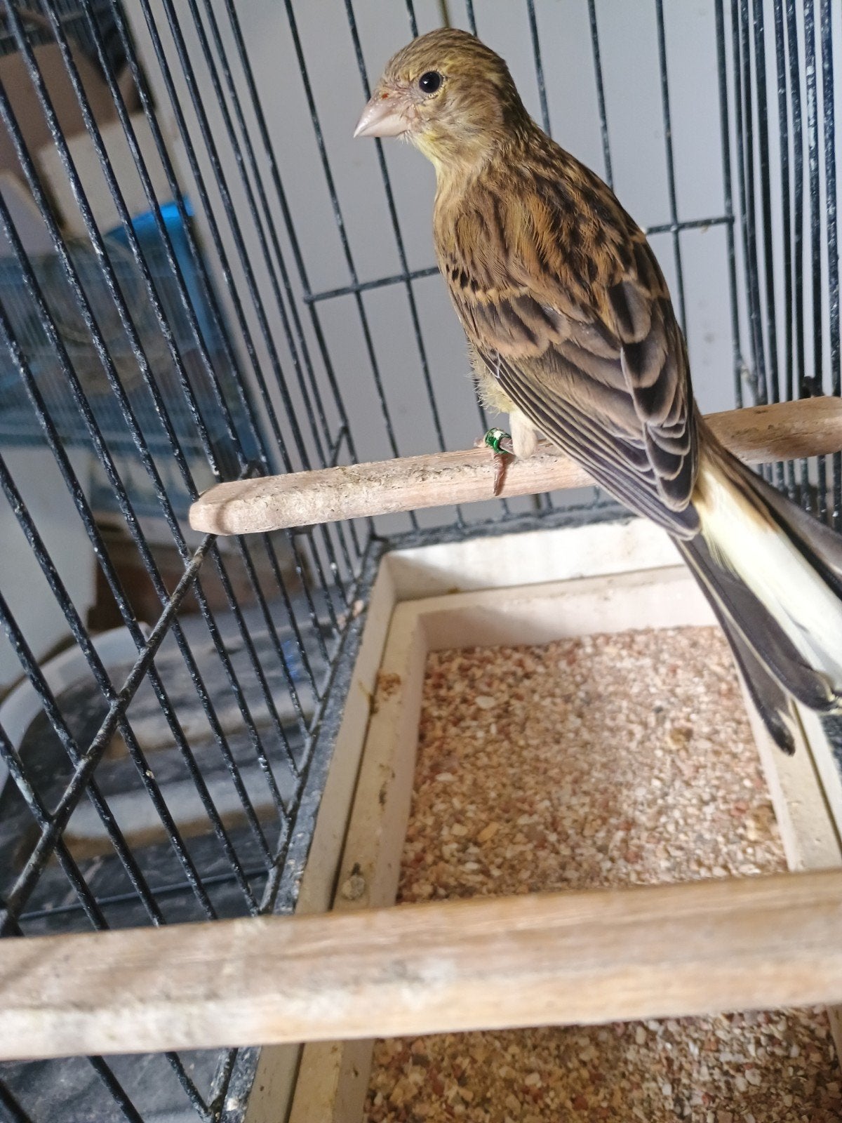 Kanarie 2026, Animaux & Accessoires, Oiseaux | Canaris, Sexe inconnu