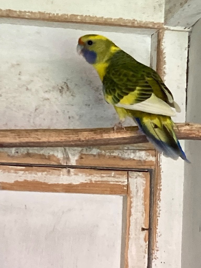 Perruches, Plusieurs animaux, Perruche, Bagué