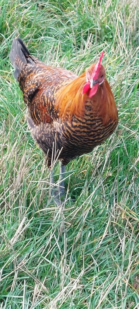 Goudbrakel hanen, Mâle, Poule ou poulet