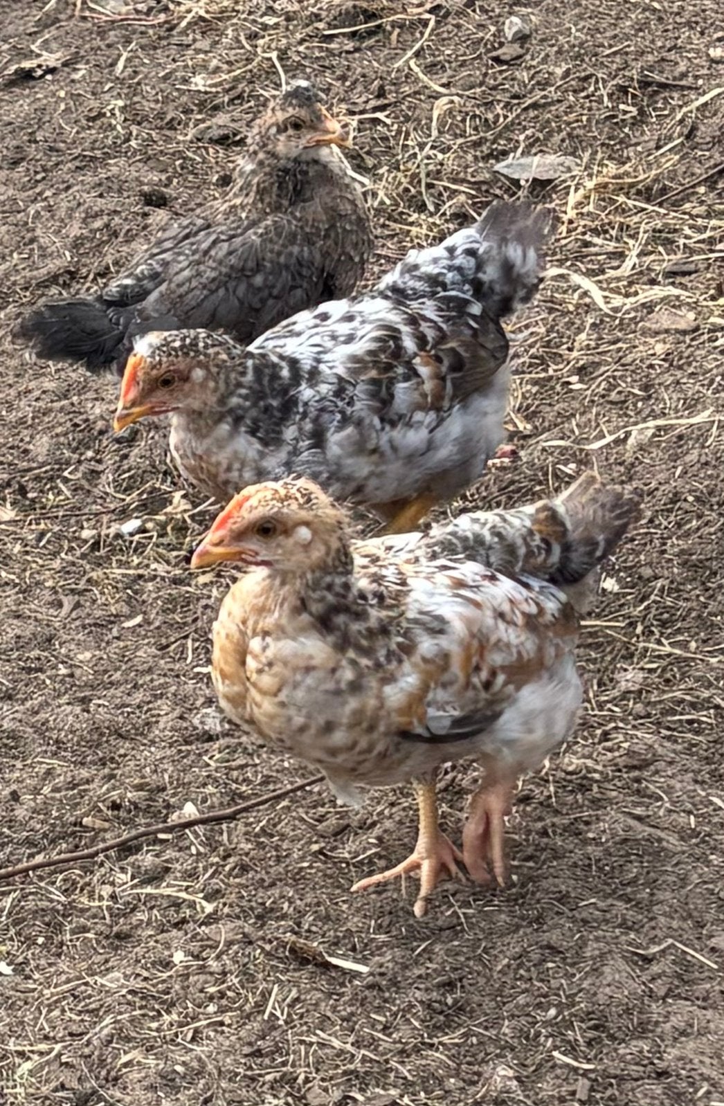 Legbar kuikens haan, Mâle, Poule ou poulet