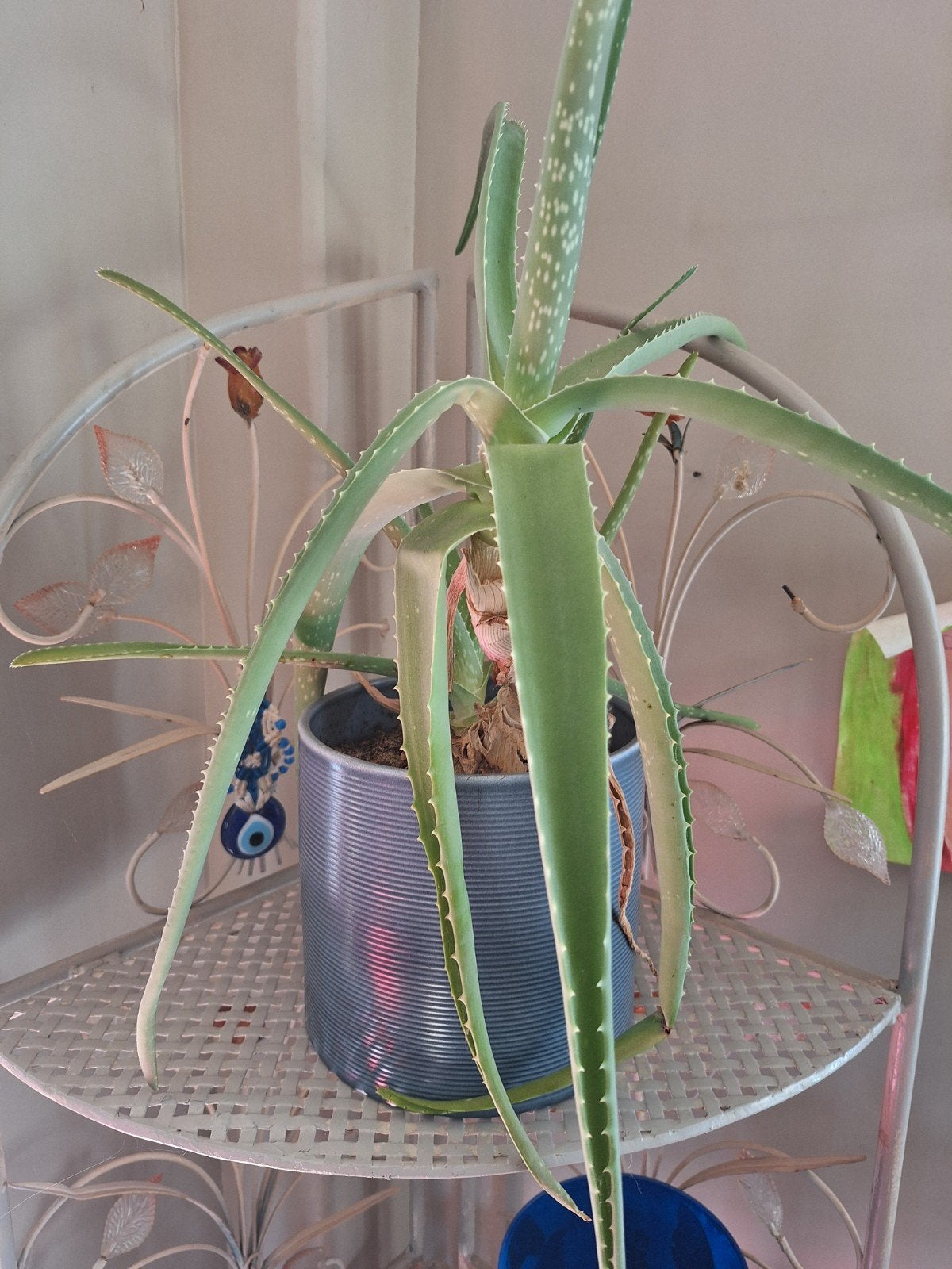 aloe vera, Maison & Meubles, Enlèvement, En pot