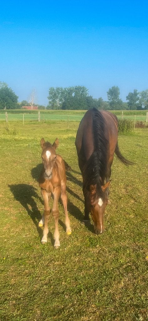 Prachtig veulen met enorm potentieel te koop, Dieren en Toebehoren, Met stamboom, Springpaard, Niet van toepassing, 0 tot 2 jaar