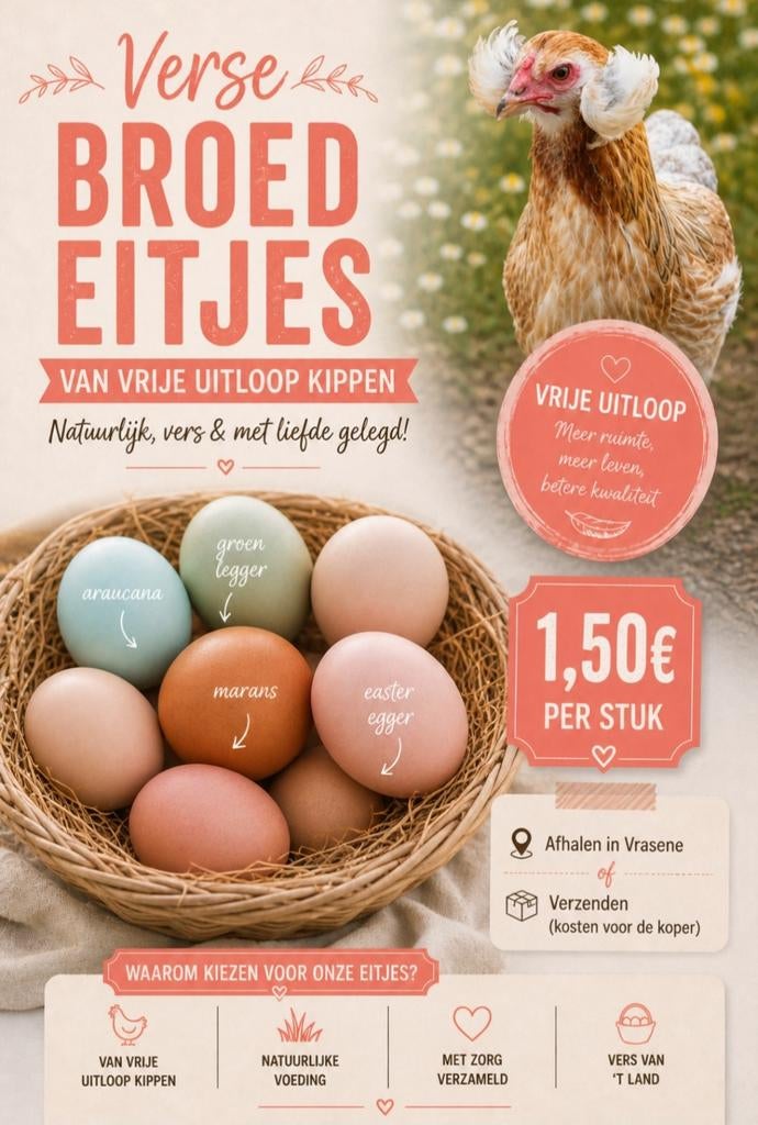 Broedeieren kleurleggers, Dieren en Toebehoren, Pluimvee