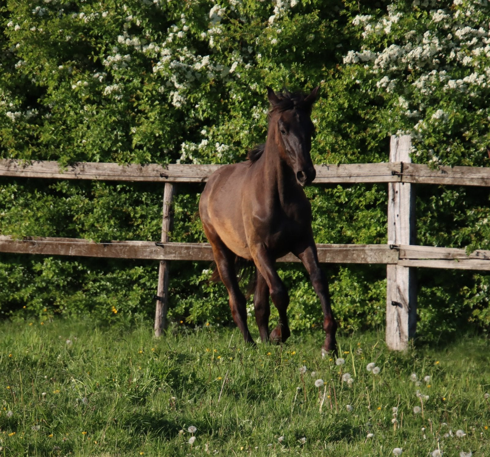 Zwart PRE hengst jaarling, Dieren en Toebehoren, Paarden, Hengst, Dressuurpaard