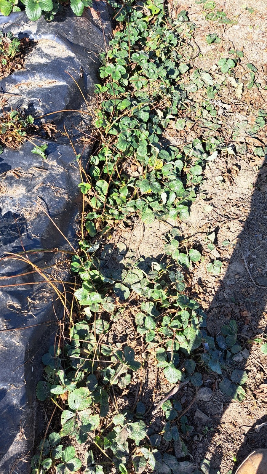 Aardbei planten á 0,50€, Ophalen of Verzenden, Lente