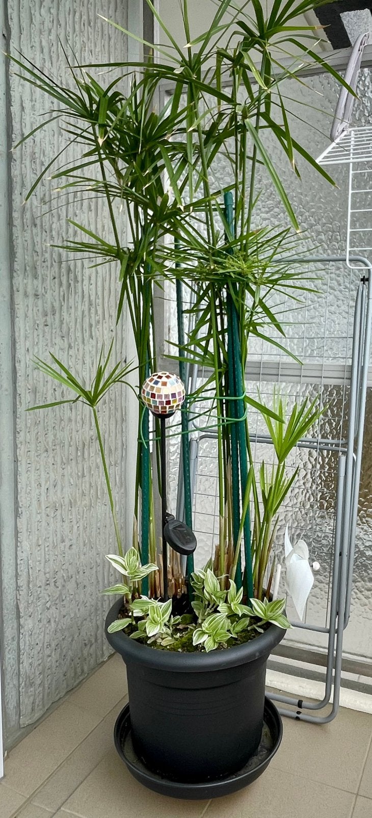 Plante de papyrus, Autres espèces, En pot, 150 à 200 cm, Enlèvement