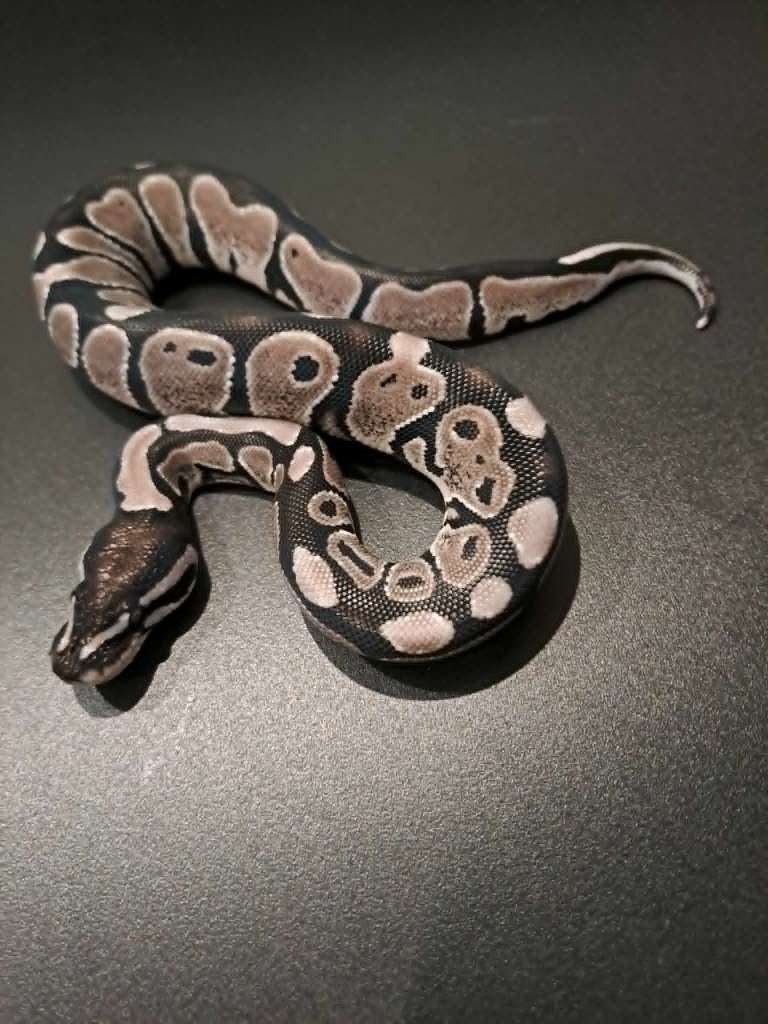Koppeltje Axanthic VPI 100% het clown 2026, Slang, 0 tot 2 jaar