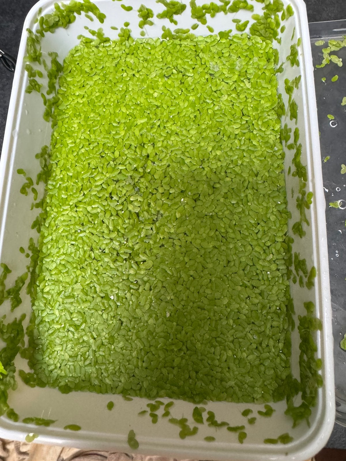 Portion de plantes flottantes, Enlèvement ou Envoi, Comme neuf