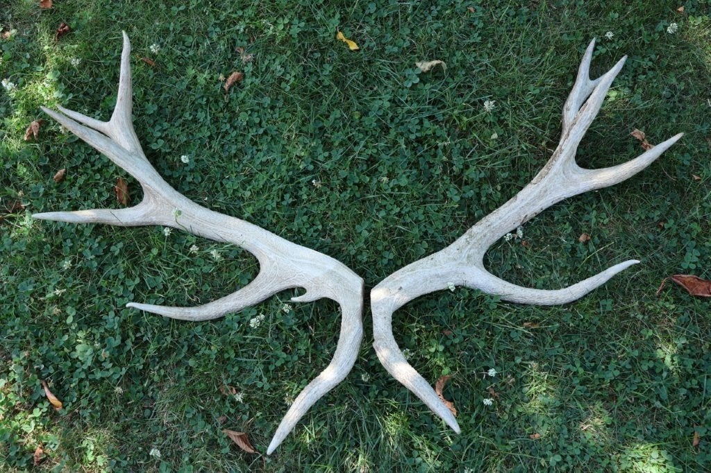 Taxidermie - gewei stangen hert 14-ender, Ophalen, Gebruikt, Hert, Gewei of Kop