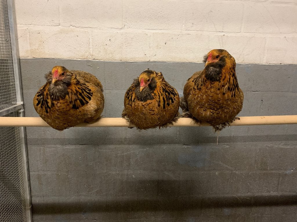 3 hennen met haan. Brahma kriel mix. Zeer tam., Dieren en Toebehoren, Meerdere dieren, Kip