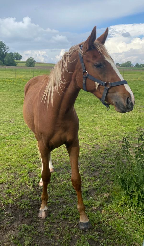 2jarige springmerrie, Animaux & Accessoires, Chevaux, Jument