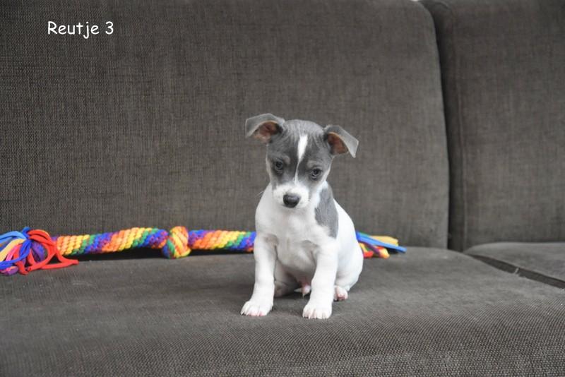 Prachtige kleinblijvende kruising pupjes, Dieren en Toebehoren, Parvo, België, 8 tot 15 weken, Meerdere