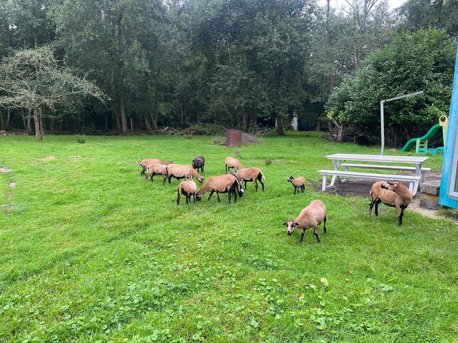 Kameroen Schapen, Dieren en Toebehoren