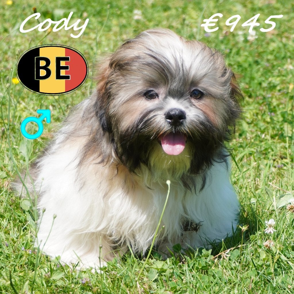 Lhasa Apso Rory, Cody & Dobby, blikken die alles zeggen, Parvo, België, 15 weken tot 1 jaar, Meerdere