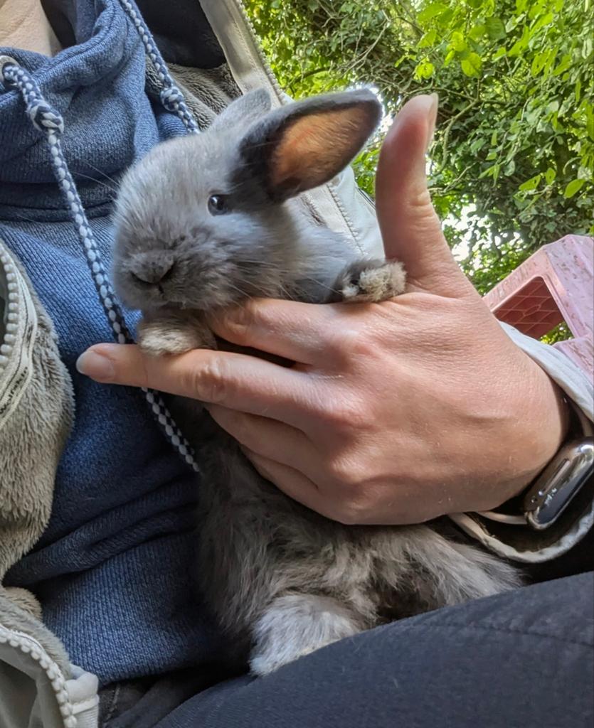 Nederlandse hangoor, Animaux & Accessoires, Lapins, Petit, Plusieurs animaux, 0 à 2 ans, Oreilles tombantes