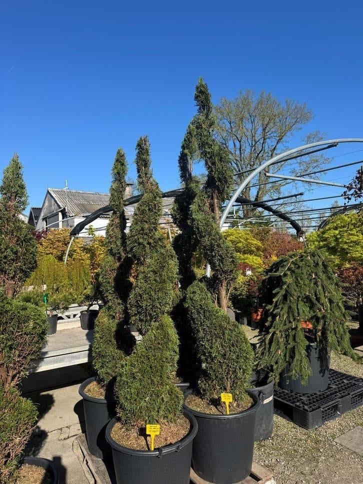 Prachtige Conifeer Spiralen – Nu Beschikbaar, Tuin en Terras, Ophalen of Verzenden