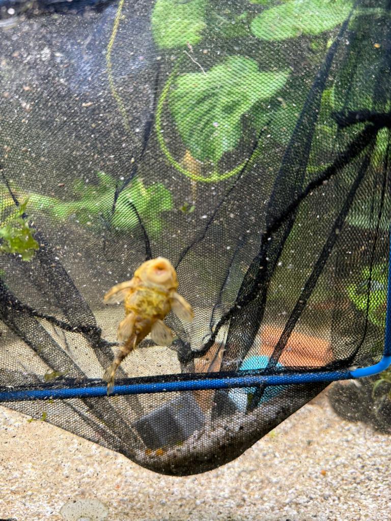 Panaqolus maccus – Clown Pleco