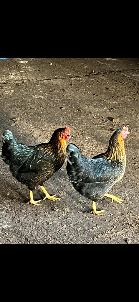 Legkippen 3 kleuren, Dieren en Toebehoren, Pluimvee, Vrouwelijk, Kip