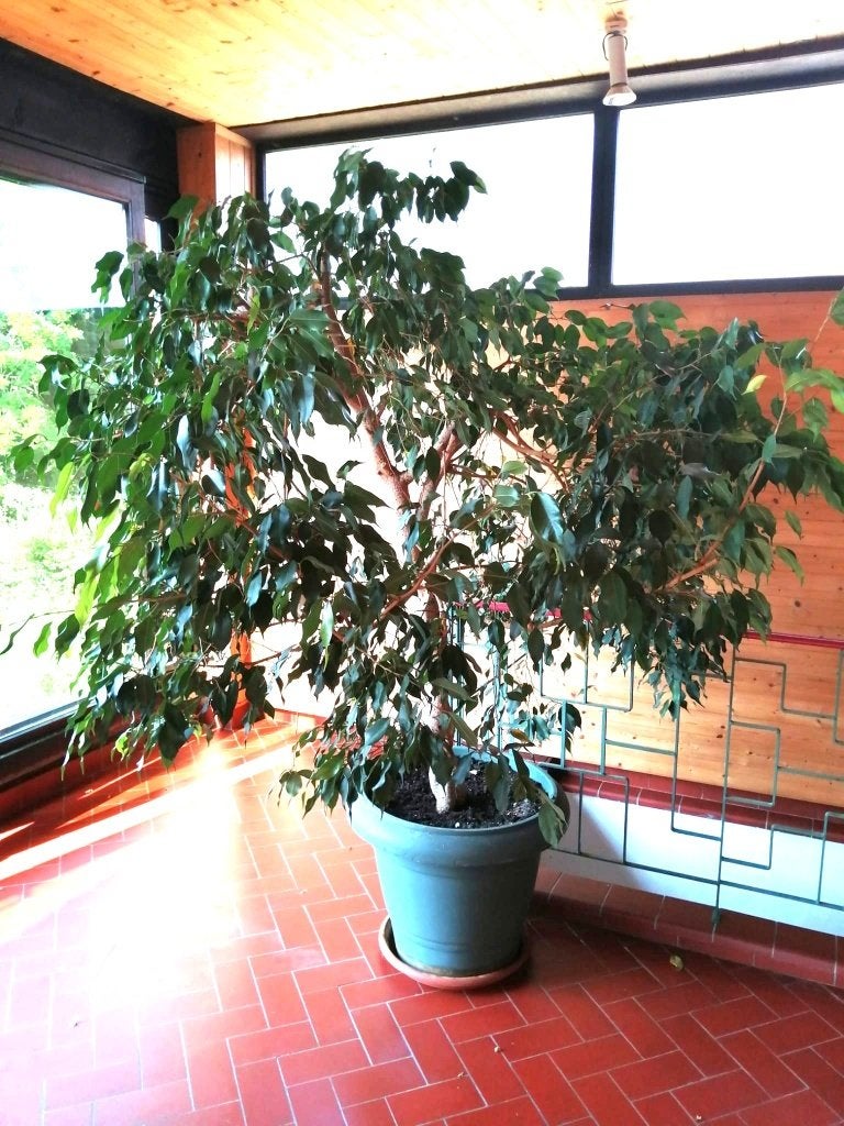 Ficus benjamina  de 29 ans d'âge au moins, Maison & Meubles, Plantes d'intérieur, Ficus, En pot, 150 à 200 cm, Enlèvement