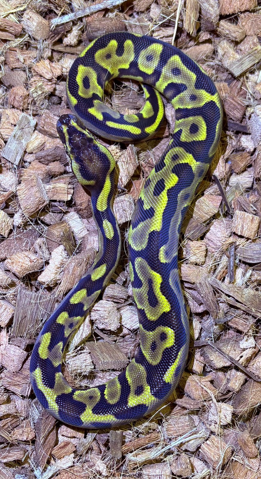 Python Regius Leopard Vanilla YB Ball Python - unknown for sale from RMD Regius