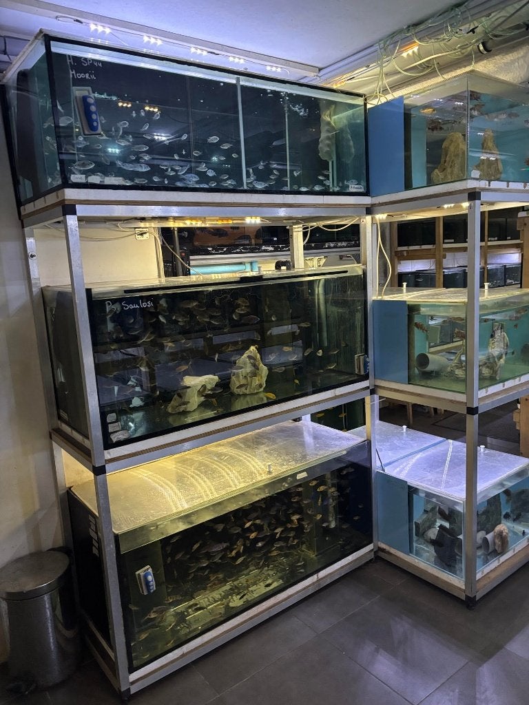 Kweekstelling kweekblok aquarium siervissen cichliden 1400L., Enlèvement, Utilisé, Aquarium vide