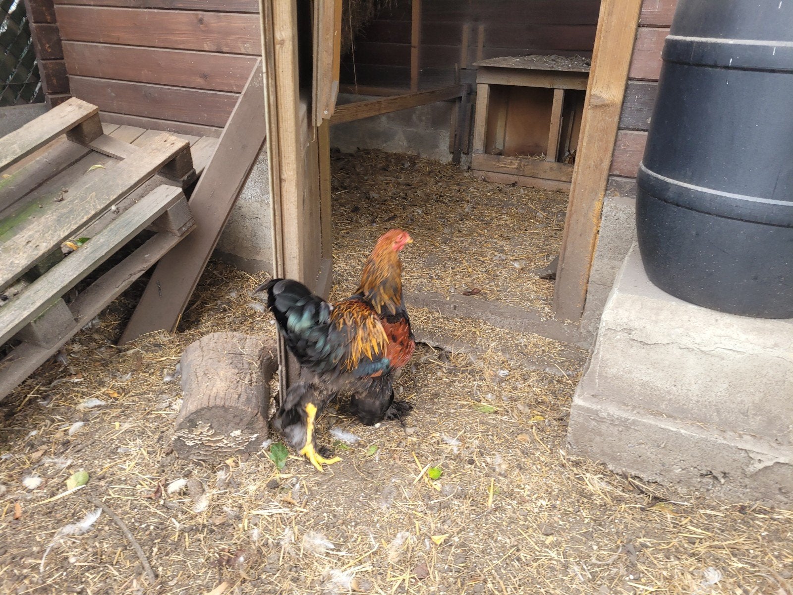 Brahma, Animaux & Accessoires, Volatiles, Mâle, Poule ou poulet