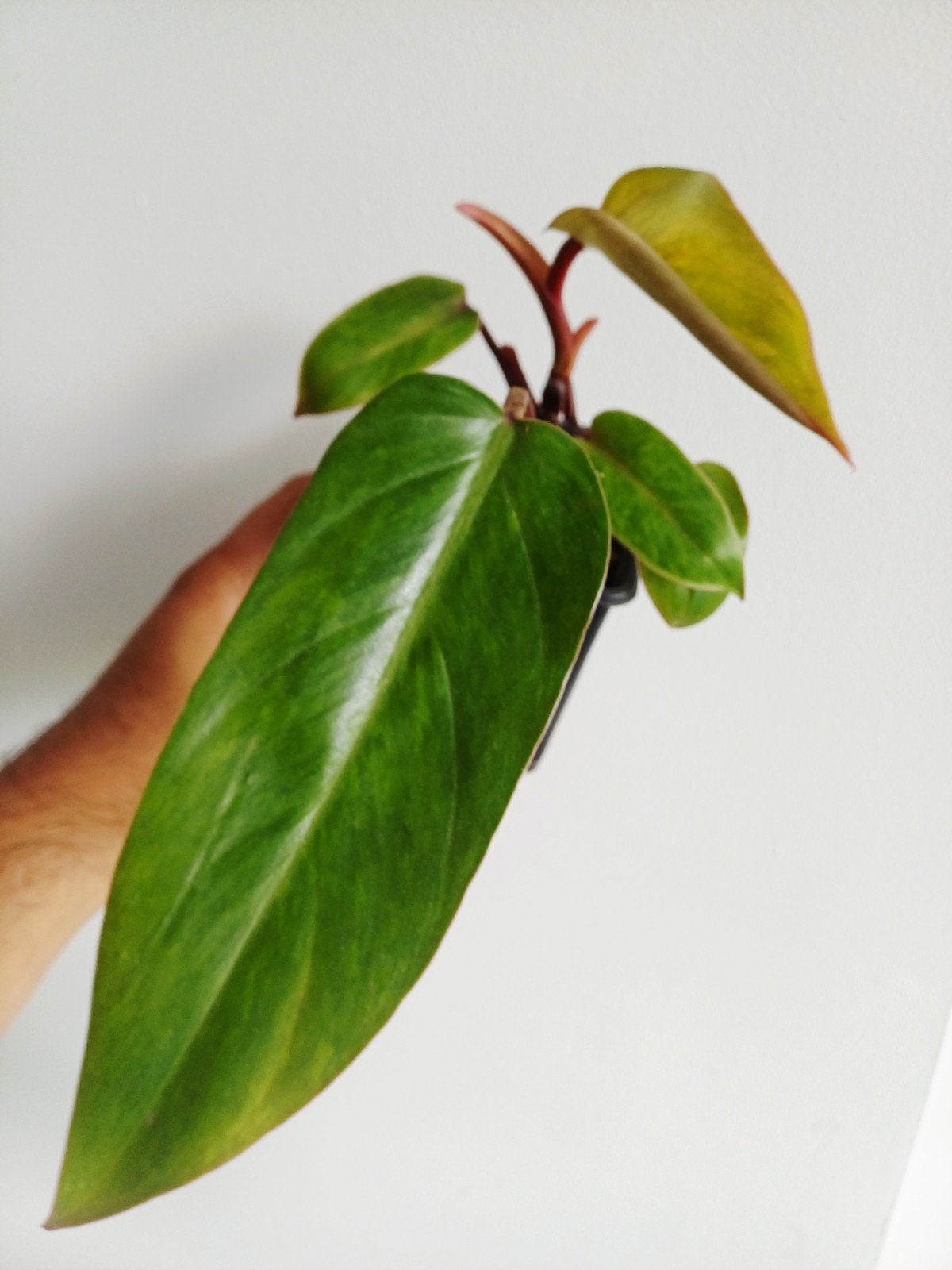 Philodendron Painted Lady, Autres espèces, En pot, Enlèvement ou Envoi, Moins de 100 cm