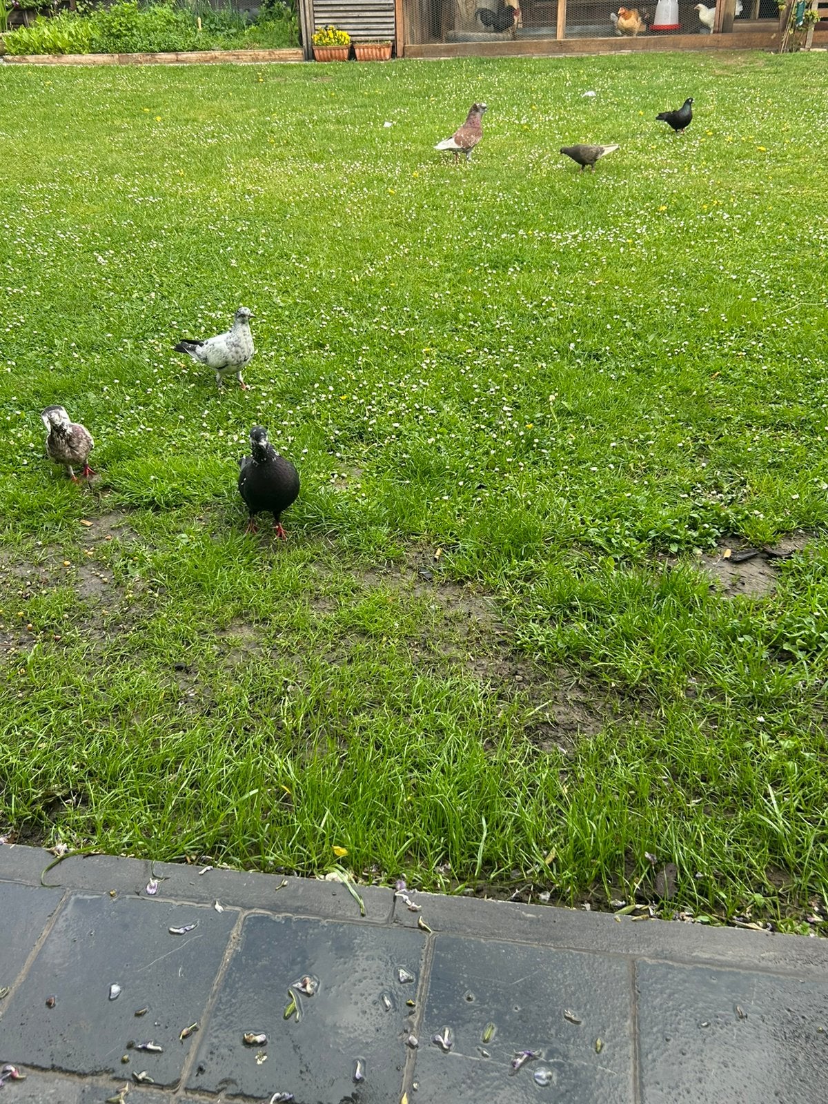 10 stuks mooi duiven 40€, Dieren en Toebehoren