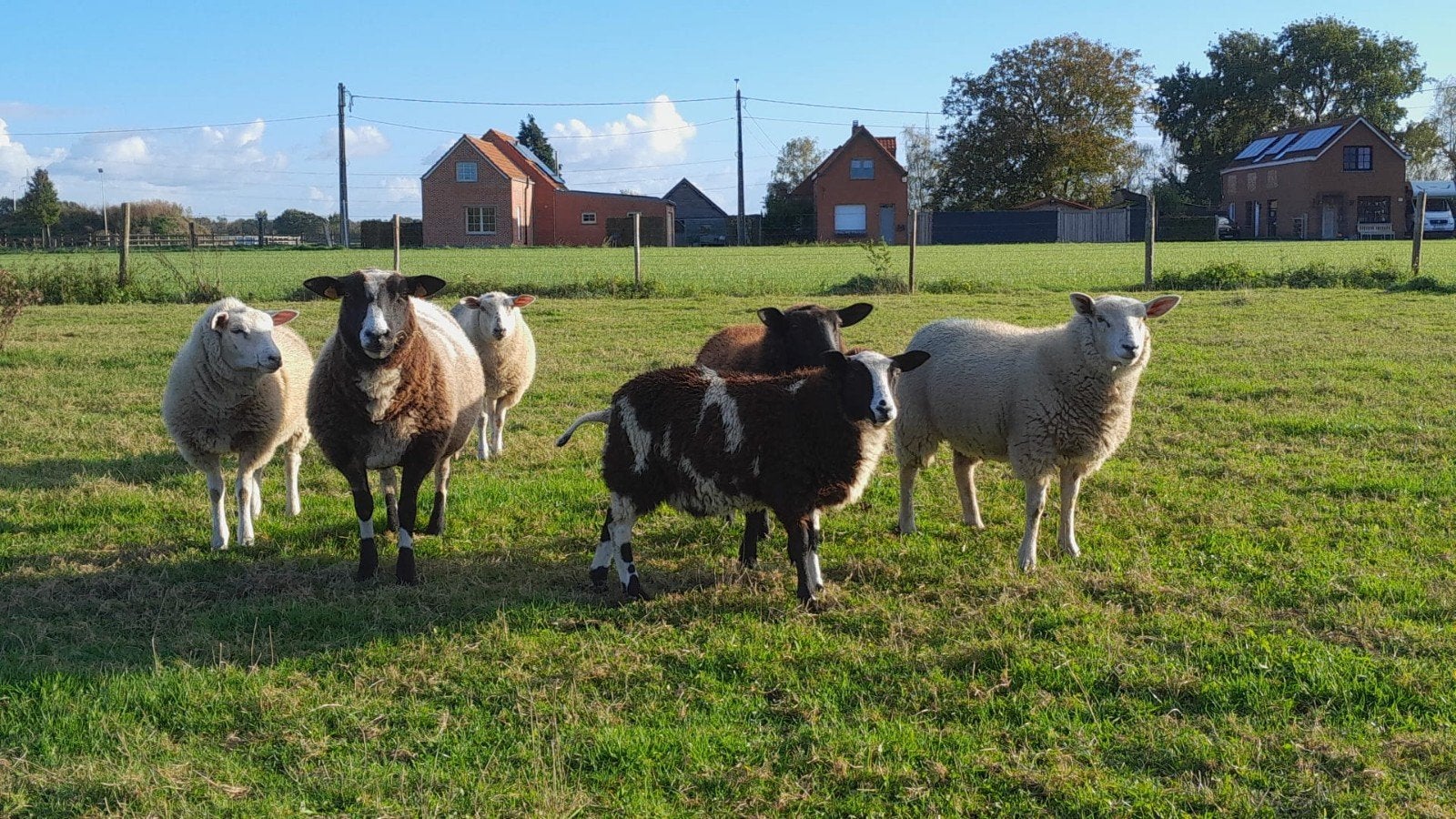 Ooien te koop, Animaux & Accessoires, Femelle, Mouton, 0 à 2 ans