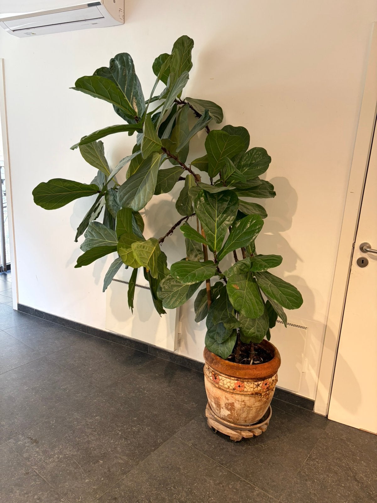 Ficus lyrata (vioolbladplant), Huis en Inrichting, Ophalen, Ficus