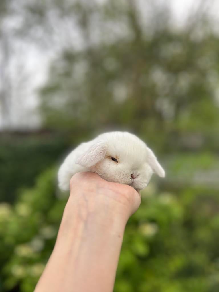 Lief NHD rammetje, Dieren en Toebehoren, Konijnen, Dwerg, Mannelijk, 0 tot 2 jaar, Hangoor