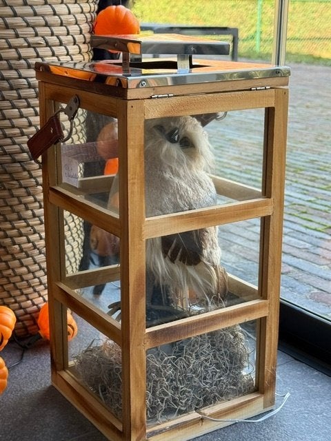 windlicht uil herfstdeco of halloween of deco met 2 ledspots, Ophalen, Windlicht, 43 cm, Overige merken